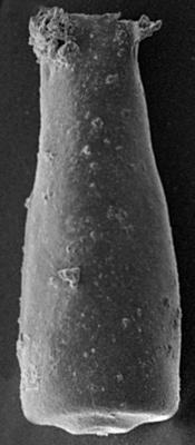 <i><i>Conochitina emmastensis</i></i><br />Pulli 2 borehole, 59.80 m, Adavere Stage ( 272-89)