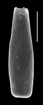 <i><i>Conochitina iklaensis</i></i><br />Paatsalu 527 borehole, 101.30 m, Llandovery ( 493-9)