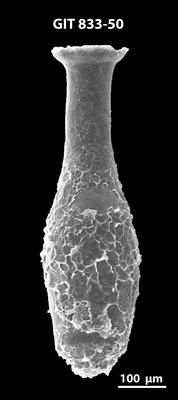 <i><i>Lagenochitina megaesthonica</i></i><br />Kaugatuma 509 borehole,  m, Kunda Stage ( 833-50)