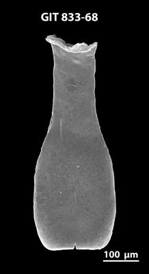 <i><i>Lagenochitina megaesthonica</i></i><br />Baldone 80 borehole,  m, Kunda Stage ( 833-68)