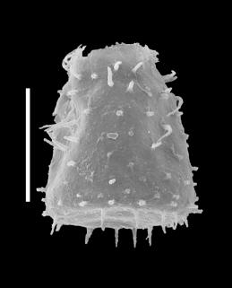<i><i>Belonechitina cactacea</i> | Belonechitina cactacea (Eisenack)</i><br />Black Knob Ridge Section,  m, Katian ( 862-34)