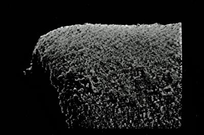 <i><i>Eisenackitina lagenomorpha</i> | Eisenackitina cf. lagenomorpha</i><br />Ohesaare borehole, 89.30 m, Paadla Stage ( 754-595)