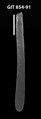 <i><i>Rhabdochitina gracilis</i></i><br />Baldone 80 borehole,  m, Kunda Stage ( 854-91)