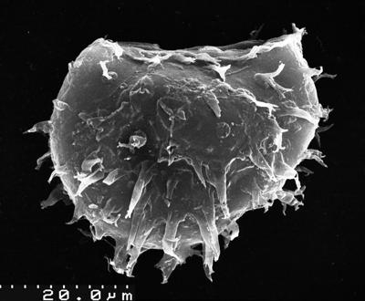 Cymatiogalea messaoudensis Jardiné, Combaz, Magloire, Peniguel and Vachey 1974, 1974, TUG 1537-17 Cymatiogalea messaoudensis Jardiné, Combaz, Magloire, Peniguel and Vachey 1974, 1974, TUG 1537-17