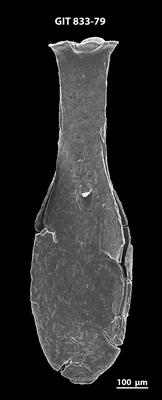 <i><i>Lagenochitina megaesthonica</i></i><br />Baldone 80 borehole,  m, Kunda Stage ( 833-79)