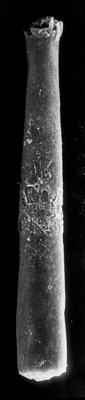 <i><i>Conochitina clavaherculi</i> | Conochitina clava-herculi Eisenack, 1959</i><br />Rapla borehole, 175.30 m, Uhaku Stage ( 190-22)