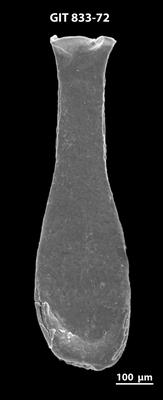 <i><i>Lagenochitina megaesthonica</i></i><br />Baldone 80 borehole,  m, Kunda Stage ( 833-72)