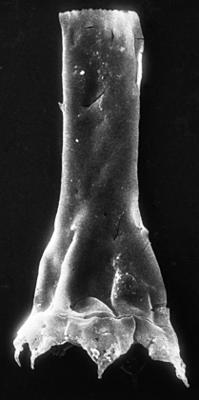 <i><i>Chitinozoa</i> | Clathrochitina cf. clathrata Eisenack, 1959</i><br />Jaagarahu borehole, 59.60 m, Adavere Stage ( 273-10)