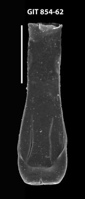 <i><i>Lagenochitina</i> | Lagenochitina sp. 2</i><br />Baldone 80 borehole,  m, Kunda Stage ( 854-62)
