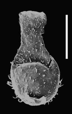 <i><i>Ancyrochitina</i> | Ancyrochitina sp. 4</i><br />Dubovskoye borehole, 1038.50 m, Přidoli ( 607-73)