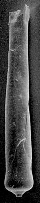 <i><i>Chitinozoa</i> | Conochitina cf. mamilla Laufeld, 1974</i><br />Kipi borehole, 115.15 m, Jaani Stage ( 189-18)