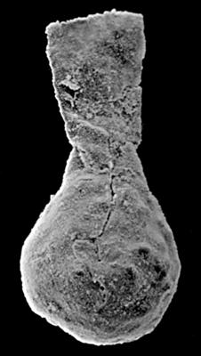 <i><i>Sphaerochitina sphaerocephala</i></i><br />Kolka 54 borehole, 238.00 m, Kaugatuma Stage ( 189-35)
