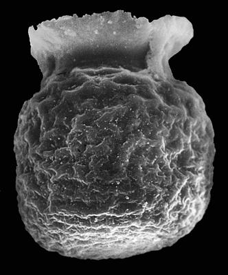 <i><i>Desmochitina grandicolla</i></i><br />Kerguta 565 borehole, 178.10 m, Aseri Formation ( 544-17)