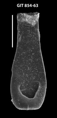 <i><i>Lagenochitina</i> | Lagenochitina sp. 2</i><br />Baldone 80 borehole,  m, Kunda Stage ( 854-63)