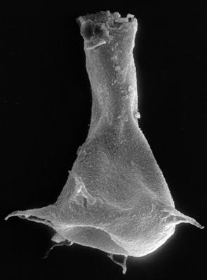 <i><i>Chitinozoa</i> | Plectochitina cf. pachyderma Laufeld, 1974</i><br />Ruhnu 500 borehole, 359.25 m, Jaagarahu Stage ( 272-48)