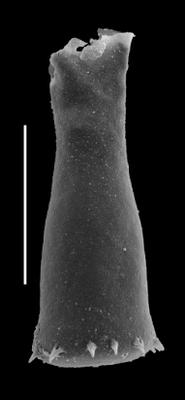 <i><i>Spinachitina cervicornis</i> | Spinachitina alaticornis (Jenkins)</i><br />Black Knob Ridge Section,  m, Katian ( 862-40)