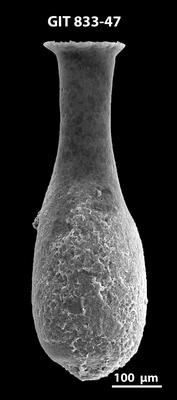 <i><i>Lagenochitina megaesthonica</i></i><br />Kaugatuma 509 borehole,  m, Kunda Stage ( 833-47)