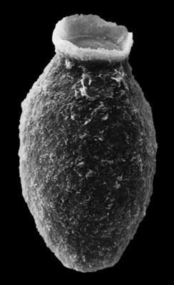 <i><i>Desmochitina elongata</i></i><br />Rihtniemi, Pyhäranta,  m,  ( 307-7)