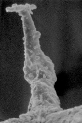 <i><i>Plectochitina nodifera</i> | Ancyrochitina nodifera Nestor, 1980</i><br />Ohesaare borehole, 441.60 m, Juuru Stage ( 212-6)