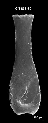 <i><i>Lagenochitina megaesthonica</i></i><br />Baldone 80 borehole,  m, Kunda Stage ( 833-82)