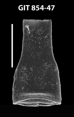 <i><i>Cyathochitina jagovalensis</i></i><br />Baldone 80 borehole,  m, Kunda Stage ( 854-47)
