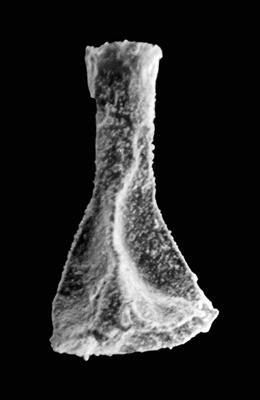 <i><i>Ancyrochitina brevispinosa</i></i><br />Ohesaare borehole, 118.00 m, Paadla Stage ( 576-4)
