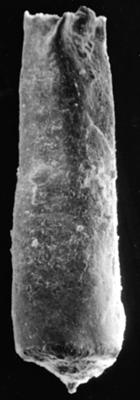 <i><i>Chitinozoa</i> | Conochitina cf. flamma Laufeld, 1974</i><br />Ohesaare borehole, 342.20 m, Jaani Stage ( 272-93)