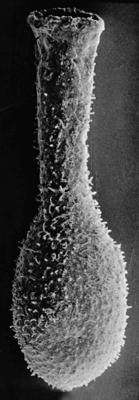 <i><i>Angochitina longicollis</i></i><br />Pulli 2 borehole, 20.70 m,  ( 272-207)