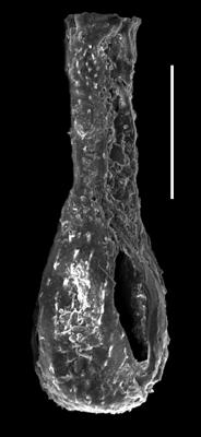 <i><i>Angochitina longicollis</i></i><br />Paatsalu 527 borehole, 78.20 m, Llandovery ( 493-24)