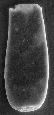 <i><i>Chitinozoa</i> | Conochitina sp. 6  Nestor, 1994</i><br />Nagli 106 borehole, 621.00 m, Adavere Stage ( 272-143)