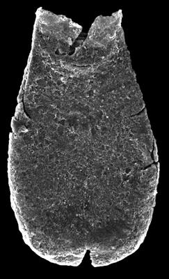 <i><i>Belonechitina oeselensis</i></i><br />Kolka 54 borehole, 603.40 m, Raikküla Stage ( 546-22)