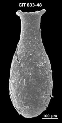 <i><i>Lagenochitina megaesthonica</i></i><br />Kaugatuma 509 borehole,  m, Kunda Stage ( 833-48)