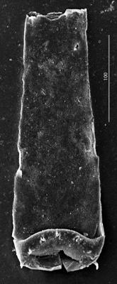 <i><i>Spinachitina</i> | Spinachitina sp.</i><br />Aizpute 41 borehole, 977.00 m, lower Silurian ( 345-4)