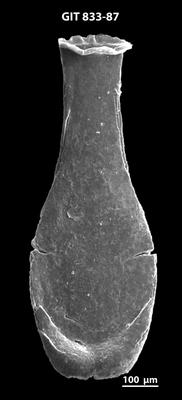 <i><i>Lagenochitina megaesthonica</i></i><br />Baldone 80 borehole,  m, Kunda Stage ( 833-87)