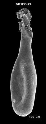 <i><i>Lagenochitina megaesthonica</i></i><br />Kaldase 60 borehole,  m, Kunda Stage ( 833-29)