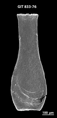 <i><i>Lagenochitina megaesthonica</i></i><br />Baldone 80 borehole,  m, Kunda Stage ( 833-76)