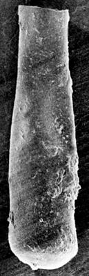 <i><i>Conochitina</i> | Conochitina aff. pachycephala Eisenack, 1964</i><br />Ruhnu 500 borehole, 388.65 m, Jaagarahu Stage ( 272-113)
