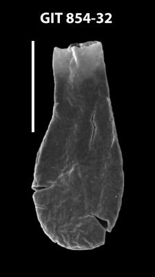 <i><i>Lagenochitina ovoidea</i></i><br />Baldone 80 borehole,  m, Kunda Stage ( 854-32)