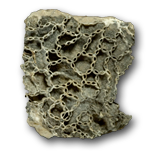 Tabulate corals (Tabulata)
