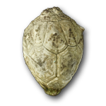 Echinoderms (Echinodermata)