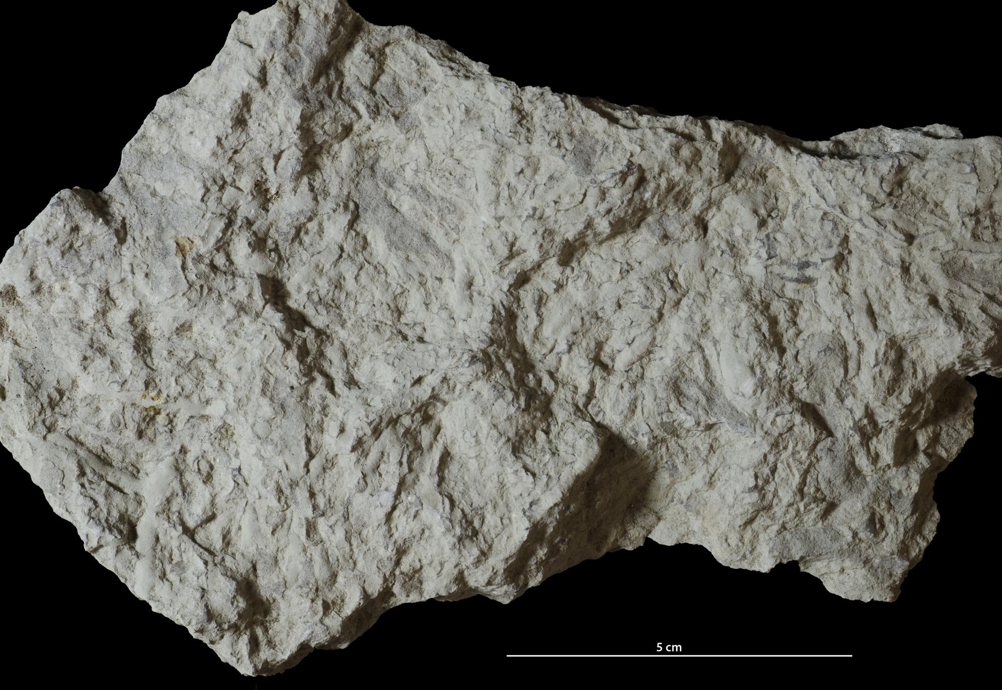 m*a様 P.Willinckii''Spur’ OC m*a様 P.Willinckii´´Spur' OC