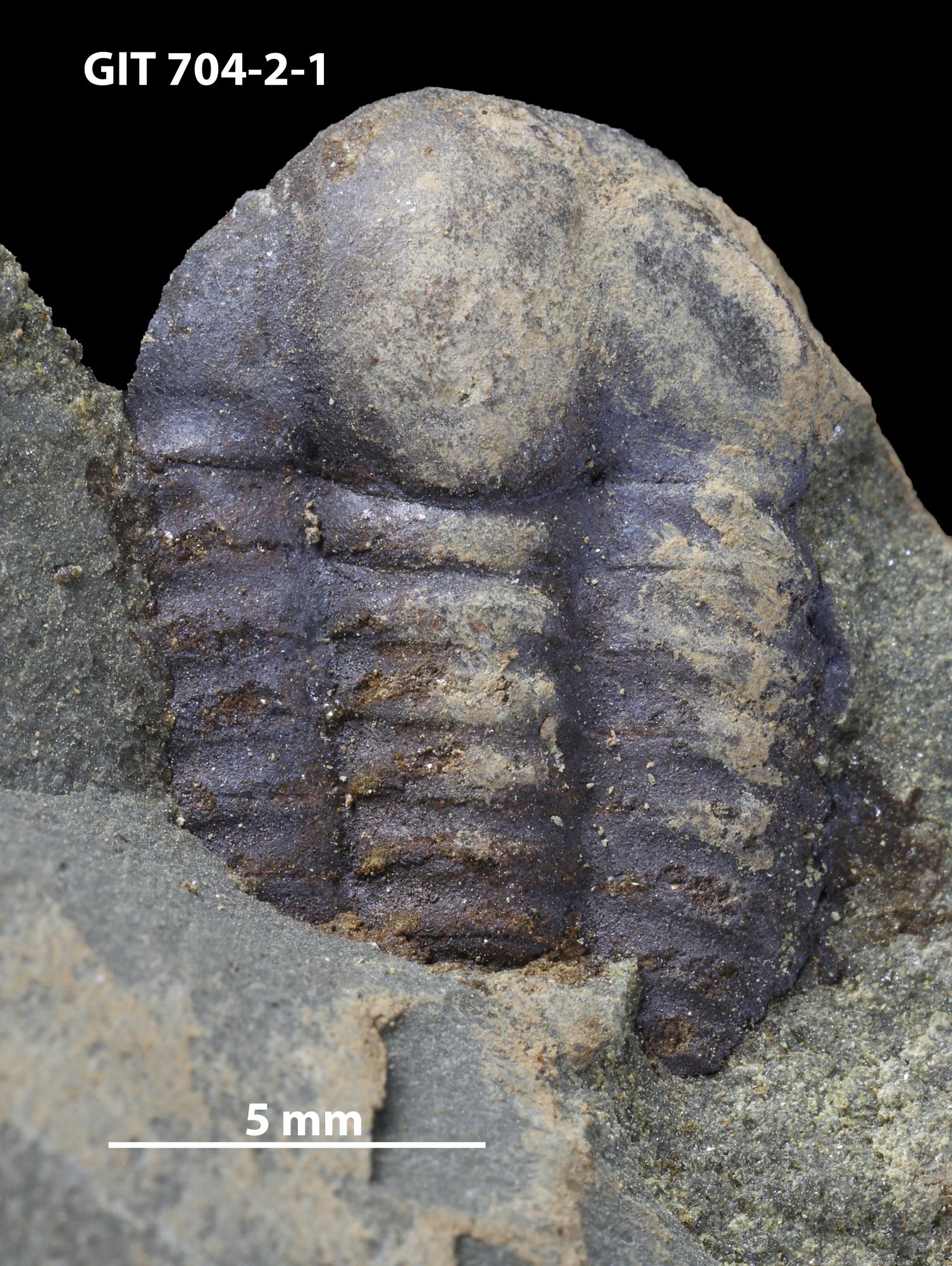 Ellipsocephalus hoffi | Fossiilid.info