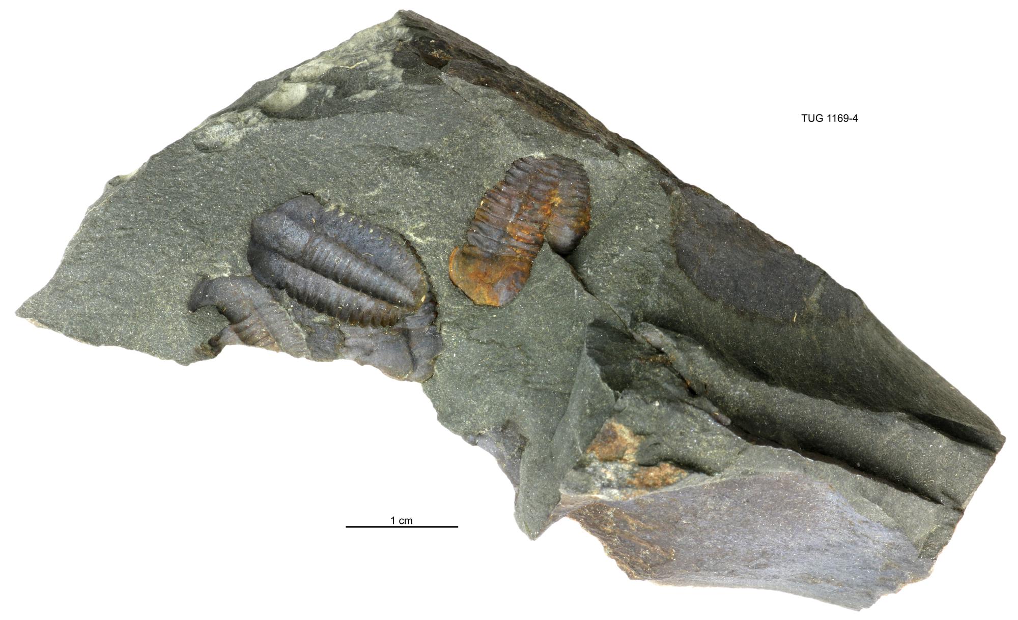 Ellipsocephalus hoffi | Fossiilid.info