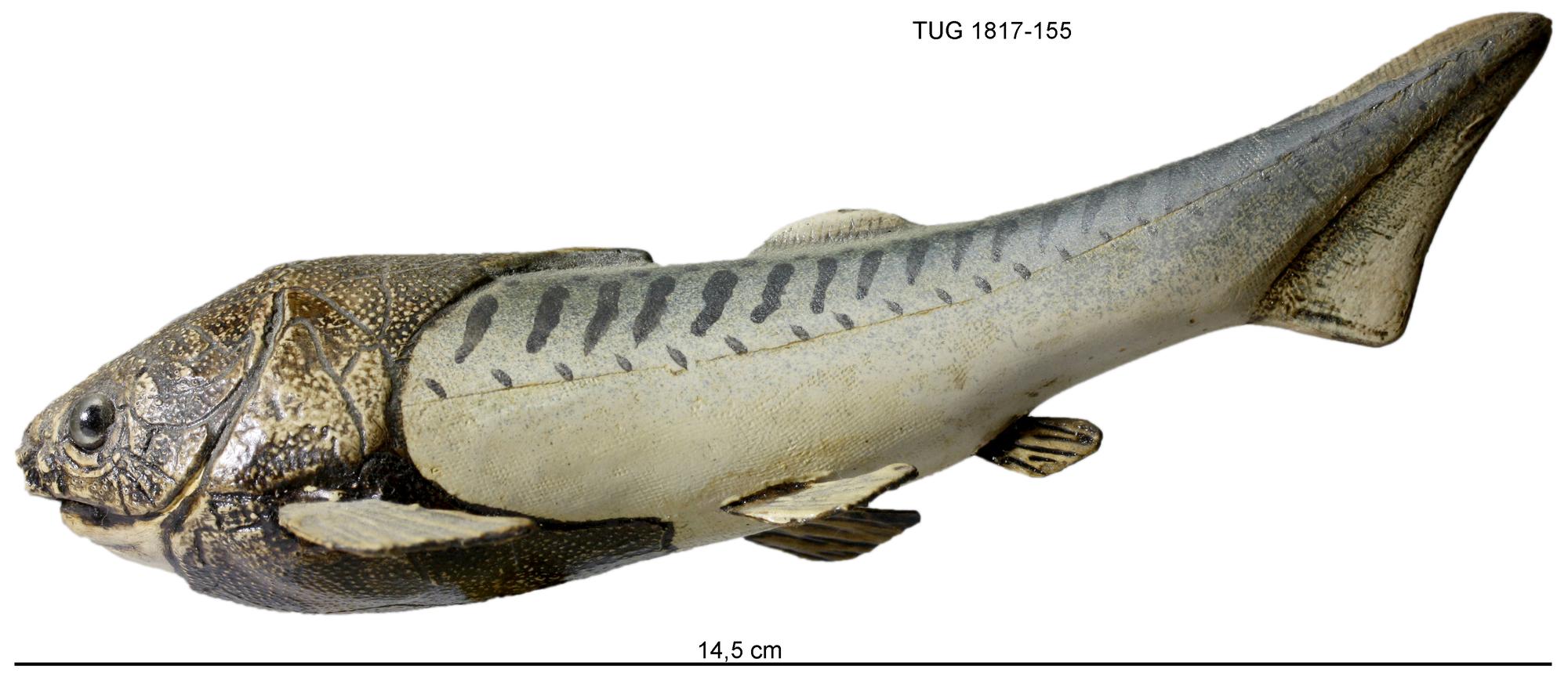 ミレロステウス（Millerosteus minor）化石 Millerosteus minor | Fossiilid.info