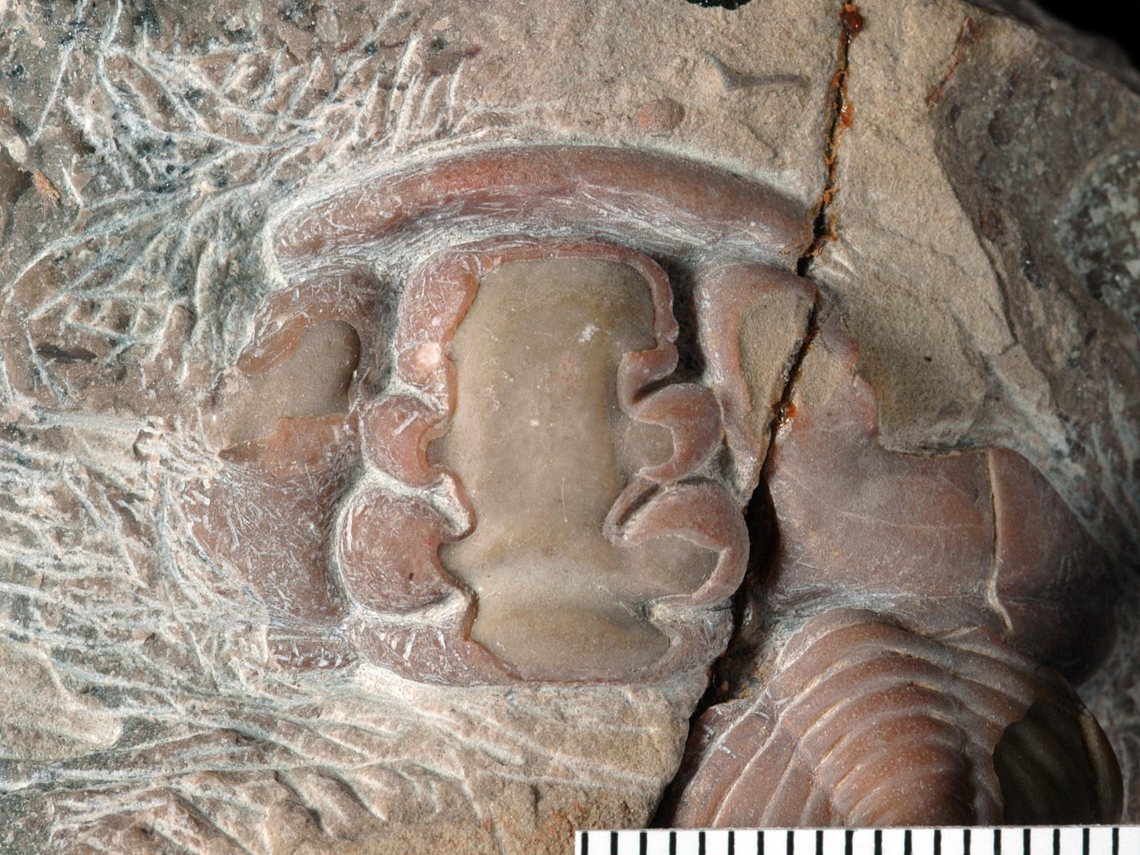 Calymene carinata Fossiilid.info