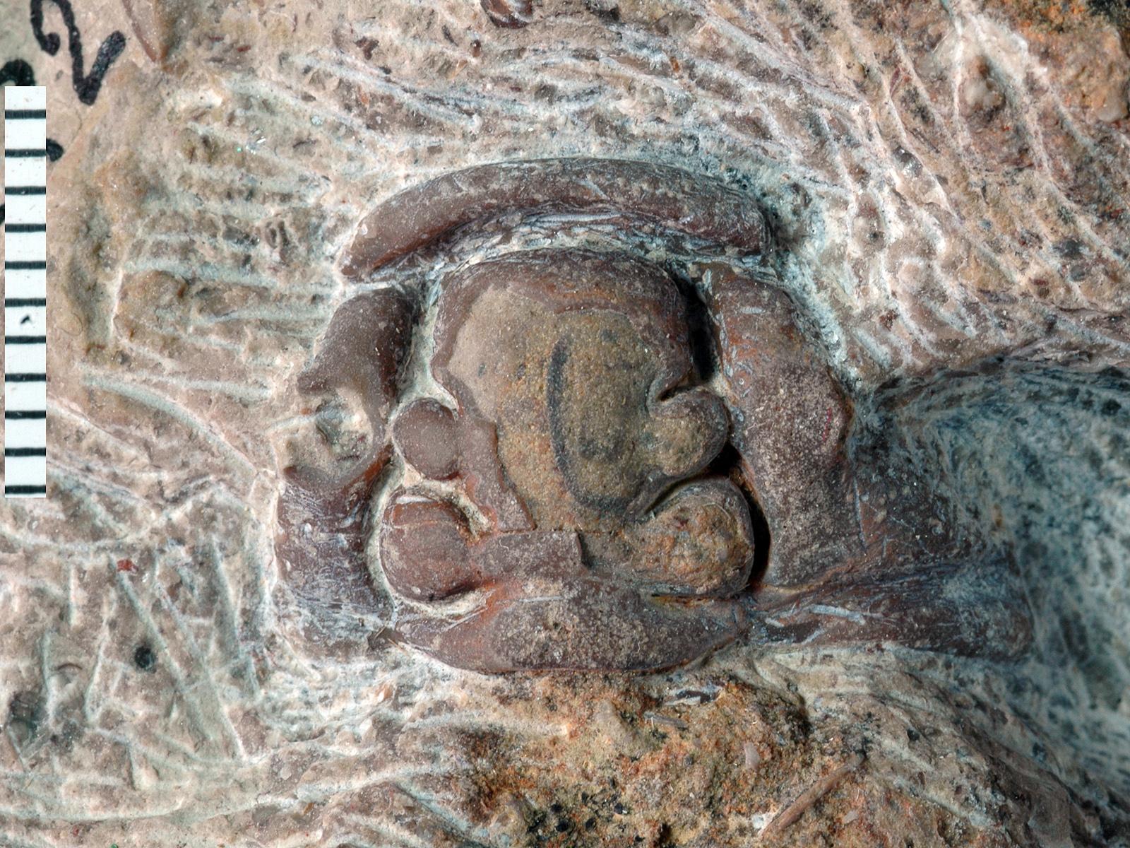 Calymene carinata Fossiilid.info