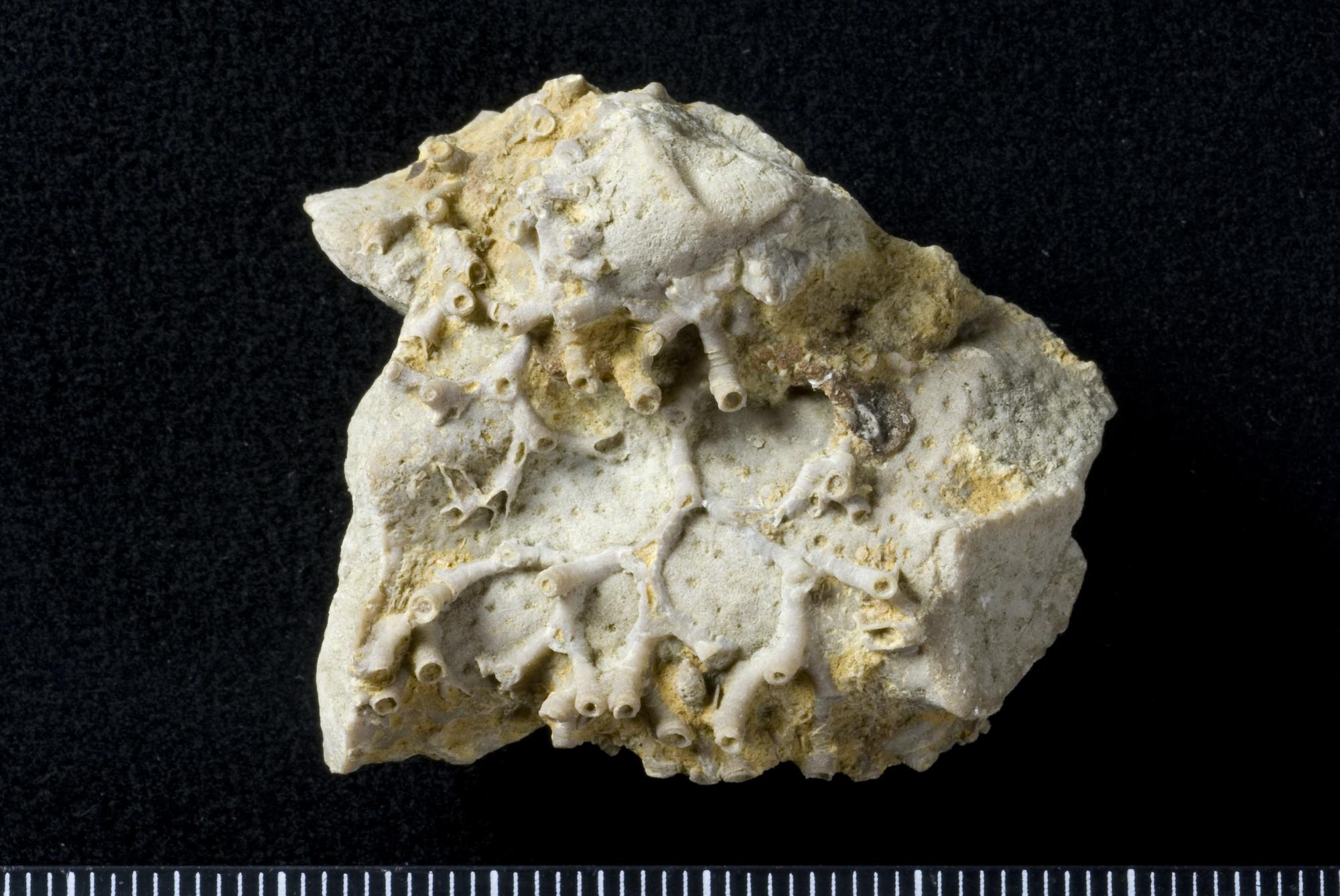 Qarindoshlar ortasidagi jinsiy aloqa haqida filmlar onlayn Phineas va Ferb bilan jinsiy aloqa