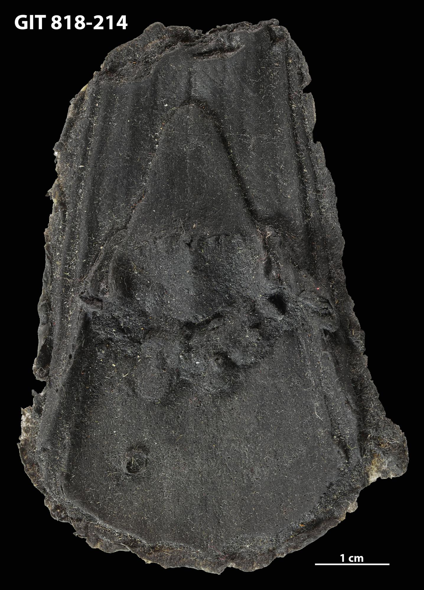 中古 PhonosycographDISK - Ancient Termites 中古 PhonosycographDISK - Ancient Termites 中古