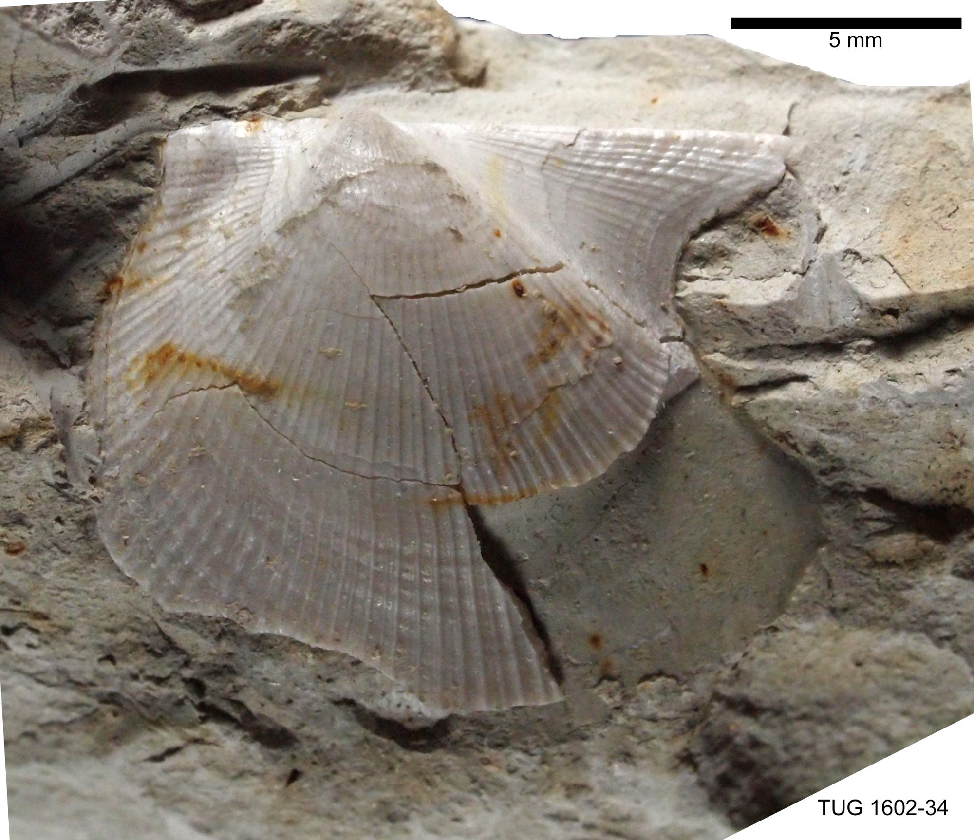 Pteriidae | Fossiilid.info