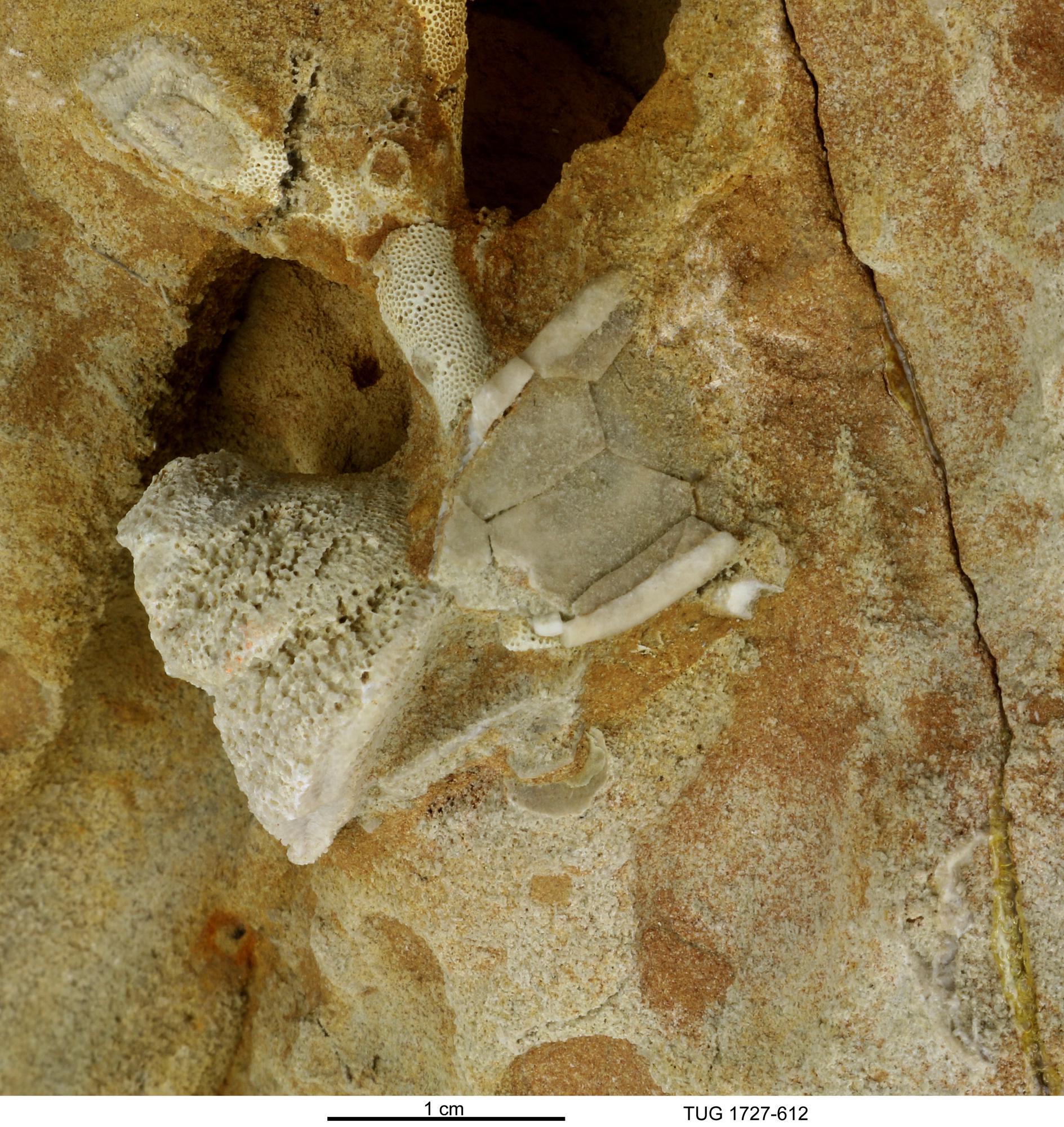 Digitata Fossiilid.info